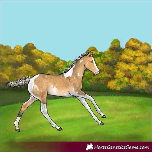 Horse Color:White Spotted Silver Buckskin Dun Splash Tobiano Appaloosa Rabicano 