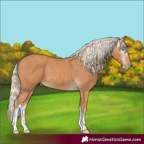 Horse Color:Gray White Spotted Cremello