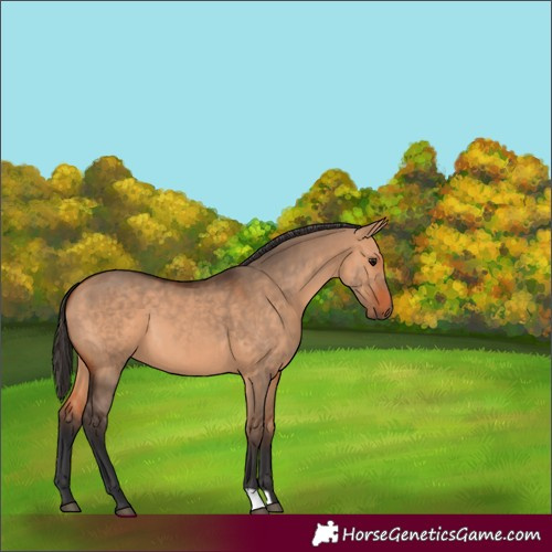 Horse Color:Bay Dun 