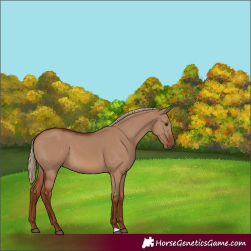 Horse Color:Red Dun 