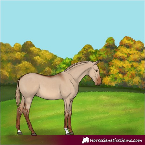 Horse Color:Red Dun 
