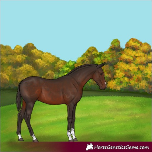 Horse Color:Liver Chestnut 