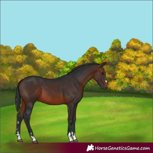 Horse Color:Brown 