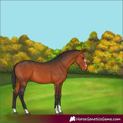 Horse Color:Bay 