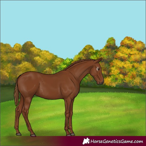 Horse Color:Gray Chestnut 
