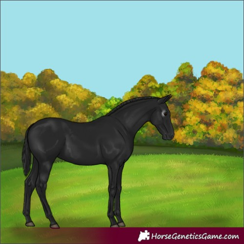 Horse Color:Gray Black 