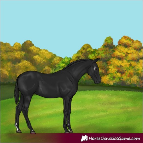 Horse Color:Gray Black 