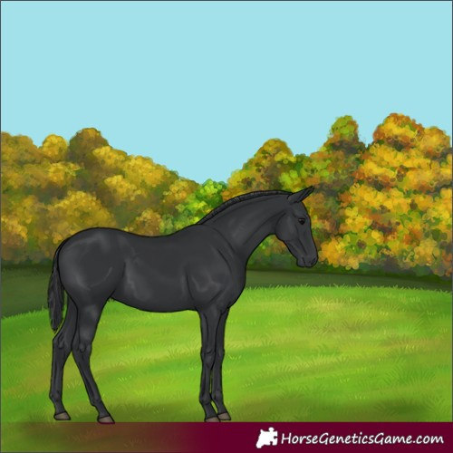 Horse Color:Black 