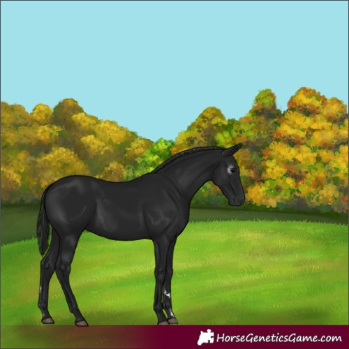 Horse Color:Gray Black 