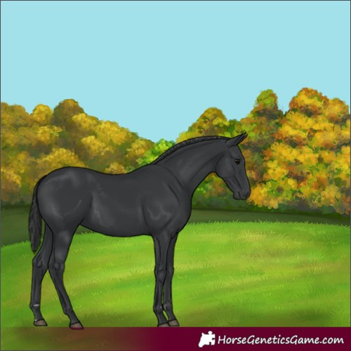Horse Color:Black 