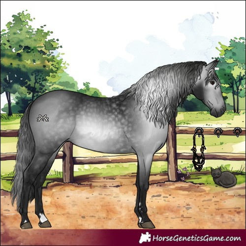 Horse Color:Gray Black 