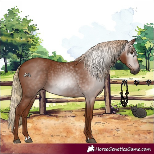 Horse Color:Gray Chestnut 