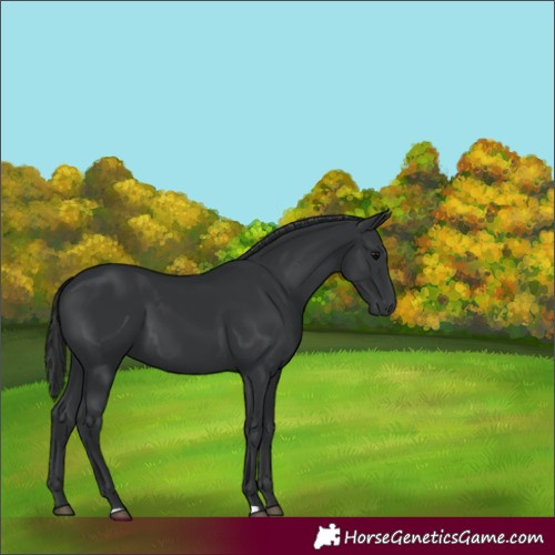 Horse Color:Black 