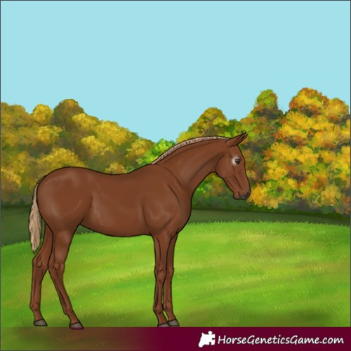 Horse Color:Gray Chestnut 