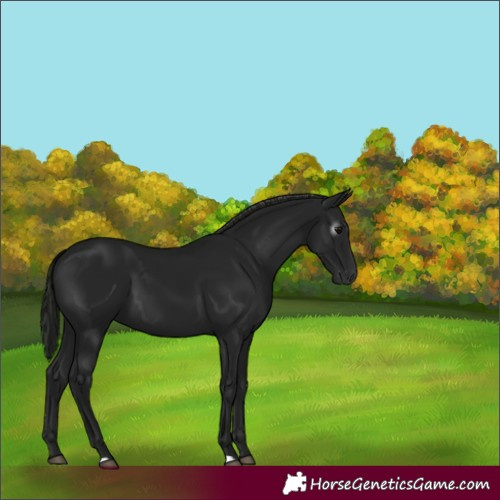 Horse Color:Gray Black 