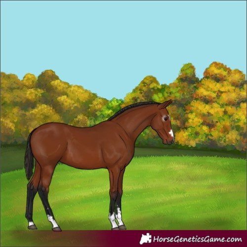 Horse Color:Gray Bay 