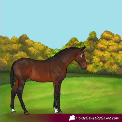 Horse Color:Gray Bay 
