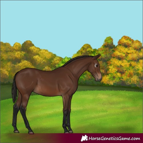 Horse Color:Gray Bay 
