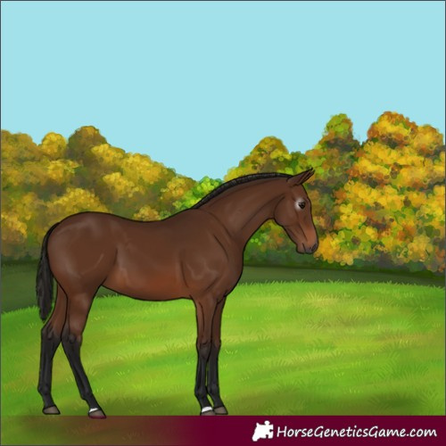 Horse Color:Gray Bay 