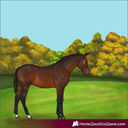 Horse Color:Gray Bay 