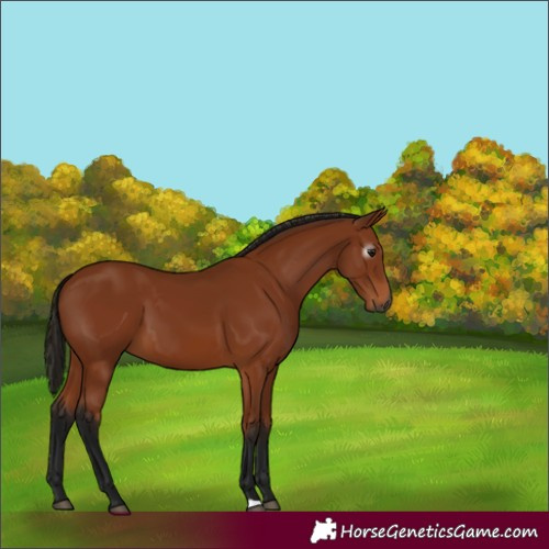 Horse Color:Gray Bay 