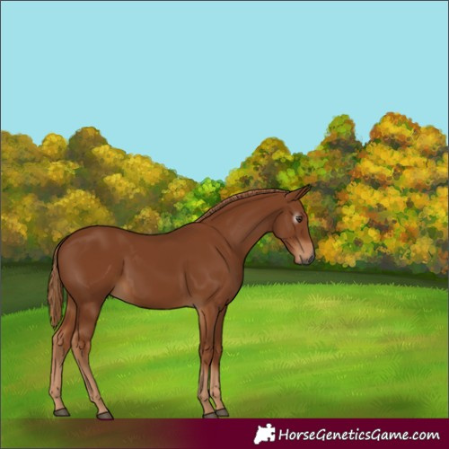 Horse Color:Gray Chestnut 