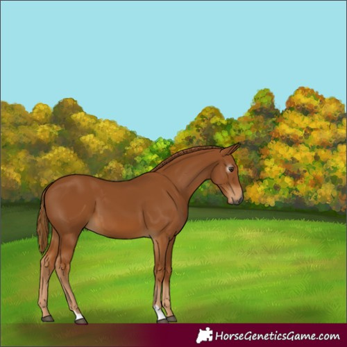 Horse Color:Gray Chestnut 