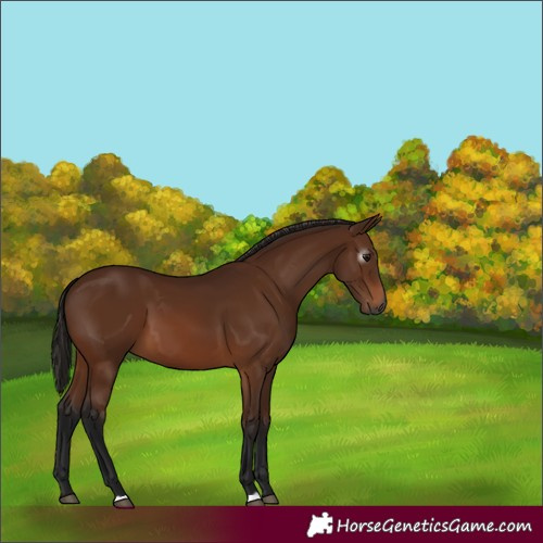 Horse Color:Gray Bay 