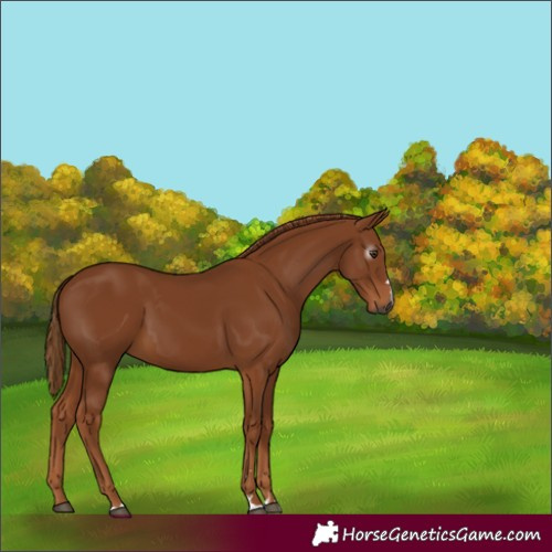 Horse Color:Gray Chestnut 