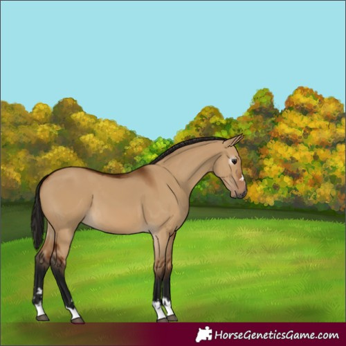 Horse Color:Gray Bay Dun 
