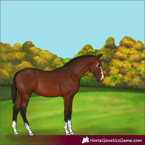 Horse Color:Gray Bay 