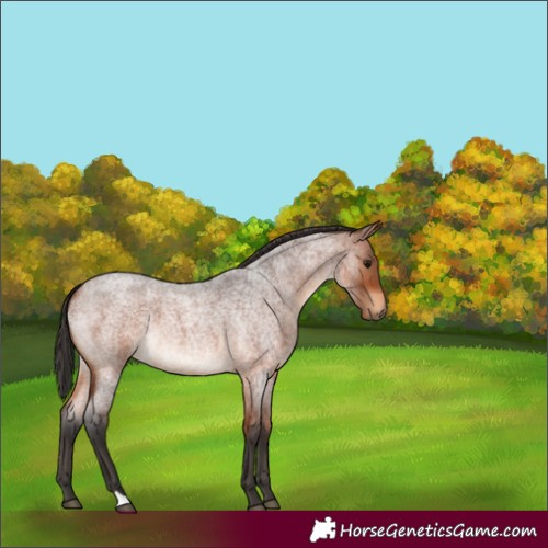 Horse Color:Bay Roan 