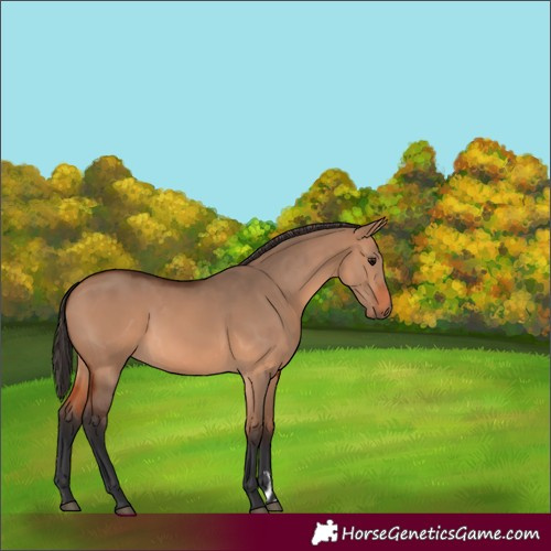 Horse Color:Bay Dun 