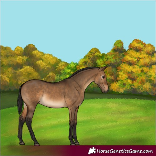 Horse Color:Gray Bay Dun 