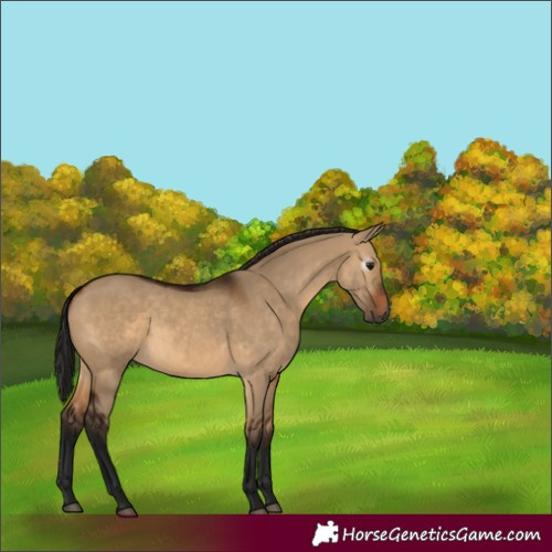 Horse Color:Gray Bay Dun 