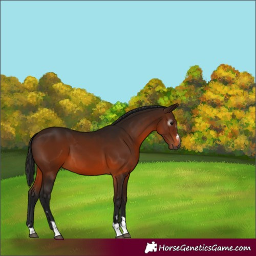 Horse Color:Gray Bay 