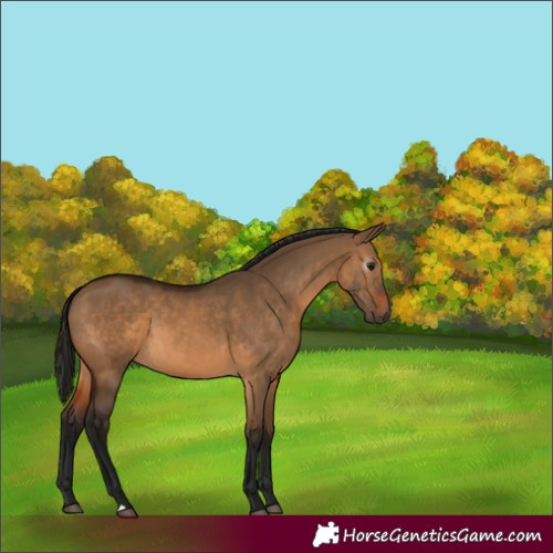 Horse Color:Gray Bay Dun 