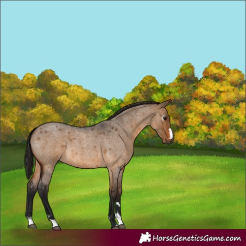 Horse Color:Gray Bay Roan Dun 