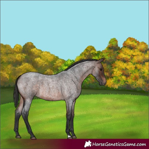 Horse Color:Brown Roan 
