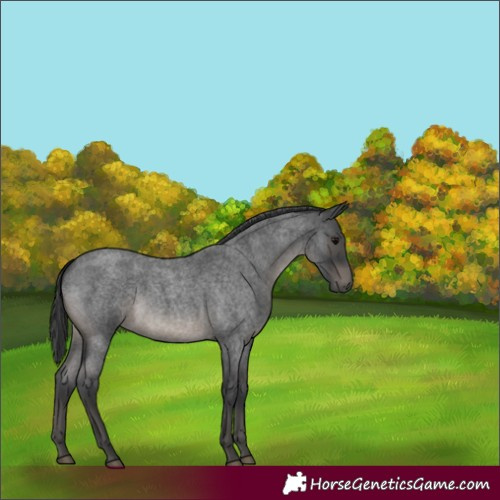 Horse Color:Blue Roan 