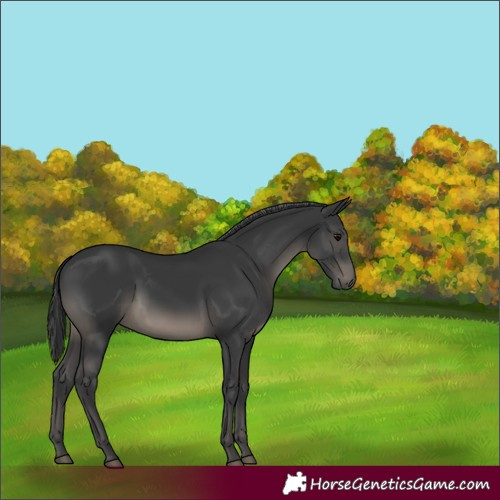 Horse Color:Black 