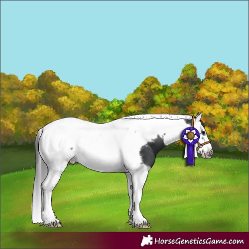 Horse Color:Black Splash Tobiano Frame