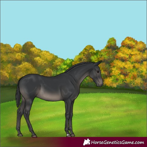 Horse Color:Black 