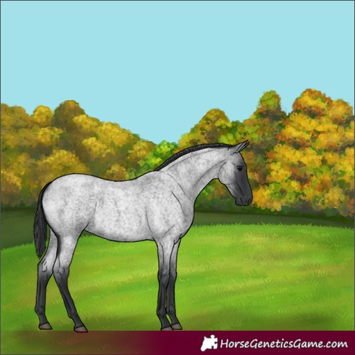 Horse Color:Blue Roan 