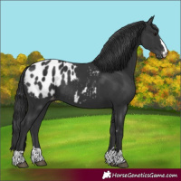 Horse Color:Black Appaloosa 