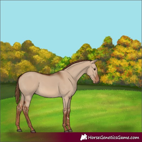 Horse Color:Red Dun 