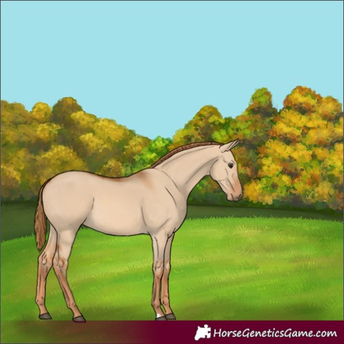 Horse Color:Red Dun 