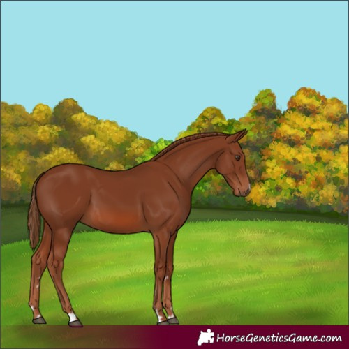 Horse Color:Chestnut 
