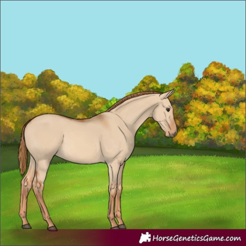Horse Color:Red Dun 