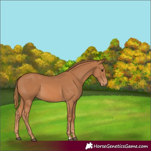 Horse Color:Chestnut 